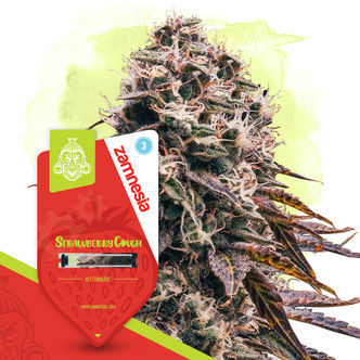 Strawberry Cough Autoflower (Zamnesia Seeds) feminized