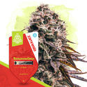 Strawberry Cough Autoflower (Zamnesia Seeds) feminized