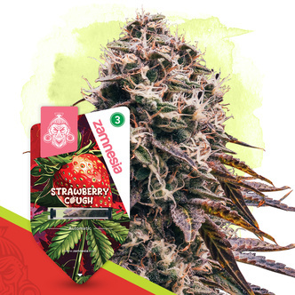 Strawberry Cough Autoflower (Zamnesia Seeds) feminized