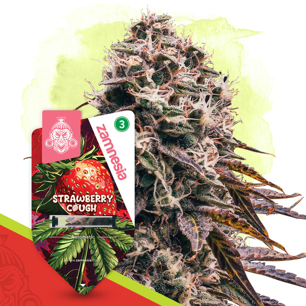 Strawberry Cough Autoflower (Zamnesia Seeds) feminized