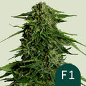 Epsilon F1 Autoflower (Royal Queen Seeds) Feminized
