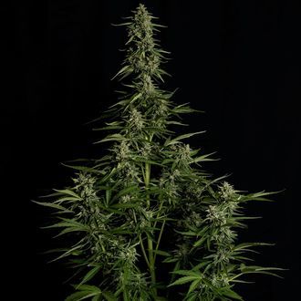 Medusa F1 Autoflower (Royal Queen Seeds) Feminized