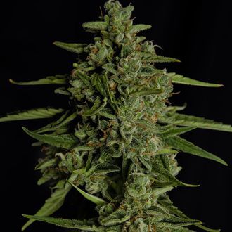 Medusa F1 Autoflower (Royal Queen Seeds) Feminized