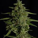 Medusa F1 Autoflower (Royal Queen Seeds) Feminized