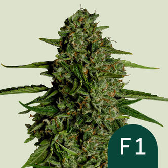 Medusa F1 Autoflower (Royal Queen Seeds) Feminized
