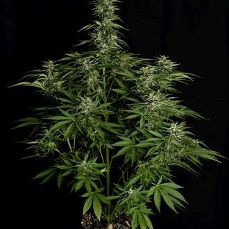 Hyperion F1 Autoflower (Royal Queen Seeds) Feminized