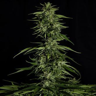 Hyperion F1 Autoflower (Royal Queen Seeds) Feminized