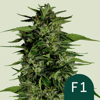 Hyperion F1 Autoflower (Royal Queen Seeds) Feminized