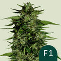 Hyperion F1 Autoflower (Royal Queen Seeds) Feminized