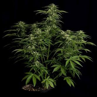 Apollo F1 Autoflower (Royal Queen Seeds) Feminized