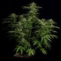 Apollo F1 Autoflower (Royal Queen Seeds) Feminized