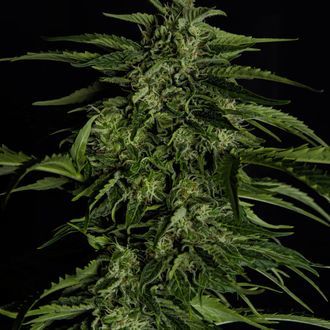 Apollo F1 Autoflower (Royal Queen Seeds) Feminized