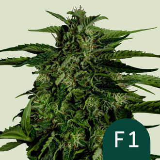 Apollo F1 Autoflower (Royal Queen Seeds) Feminized