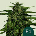 Apollo F1 Autoflower (Royal Queen Seeds) Feminized