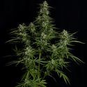 Titan F1 Autoflower (Royal Queen Seeds) Feminized