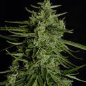 Titan F1 Autoflower (Royal Queen Seeds) Feminized
