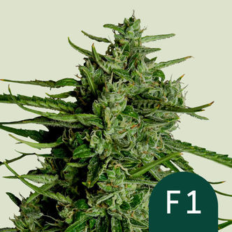 Titan F1 Autoflower (Royal Queen Seeds) Feminized