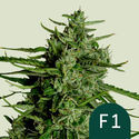 Titan F1 Autoflower (Royal Queen Seeds) Feminized