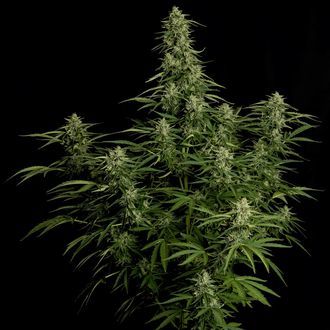 Milky Way F1 Autoflower (Royal Queen Seeds) feminized