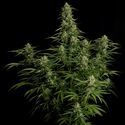 Milky Way F1 Autoflower (Royal Queen Seeds) feminized