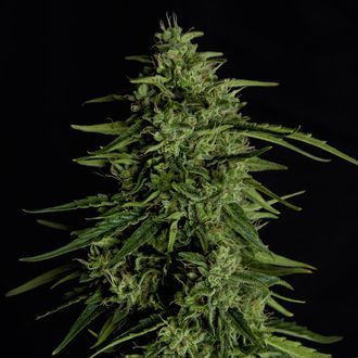 Milky Way F1 Autoflower (Royal Queen Seeds) feminized