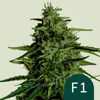 Milky Way F1 Autoflower (Royal Queen Seeds) feminized