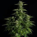 Orion F1 Auto (Royal Queen Seeds) feminized