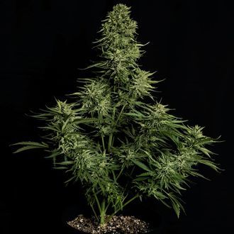 Cosmos F1 CBD Autoflower (Royal Queen Seeds) Feminized