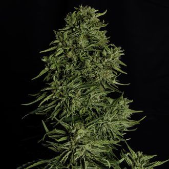 Cosmos F1 CBD Autoflower (Royal Queen Seeds) Feminized