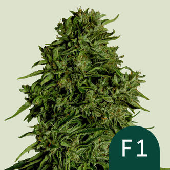 Cosmos F1 CBD Autoflower (Royal Queen Seeds) Feminized