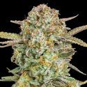 Auto Bruce Banner XXL (Advanced Seeds) feminized