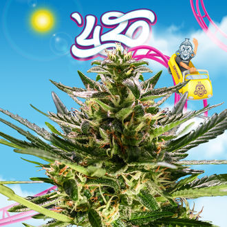 Rollercoaster Haze (Zamnesia Seeds) feminized