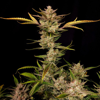 Ztrawberriez Auto (FastBuds) feminized