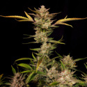 Ztrawberriez Auto (FastBuds) feminized