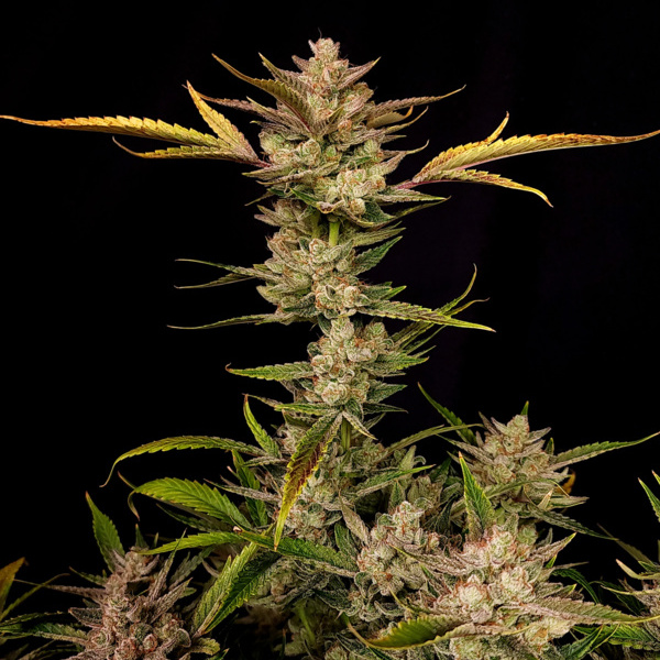 Ztrawberriez Auto (FastBuds) feminized