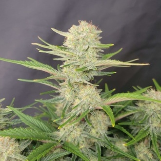 Apricot Auto (FastBuds) feminized
