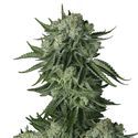 Moby Dick Original Auto (FastBuds) Feminized