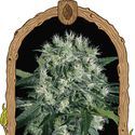 Pink Hokkaido (Exotic Seed) feminized