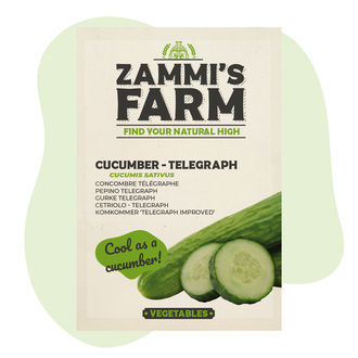 Telegraph Cucumber (Cucumis sativus) Seeds