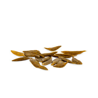 Klip Dagga (Leonotis nepetifolia) Seeds