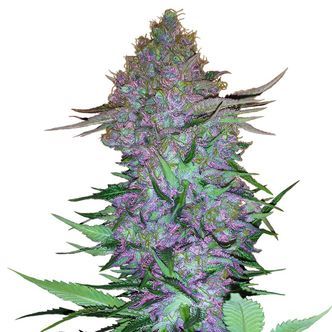 Purple Skunk Autoflower (Sensi Seeds) feminized