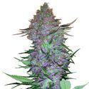 Purple Skunk Autoflower (Sensi Seeds) feminized