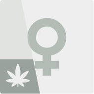 Feminized Cannabis Seeds