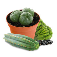 Mescaline Cacti