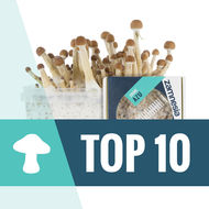 Top 10 Magic Mushrooms