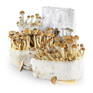 Magic Mushroom Grow Kits