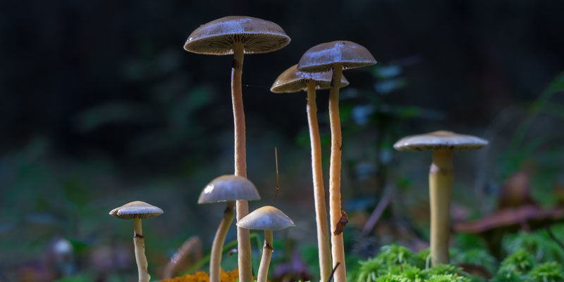 Psilocybe Cubensis: Nature’s Gift