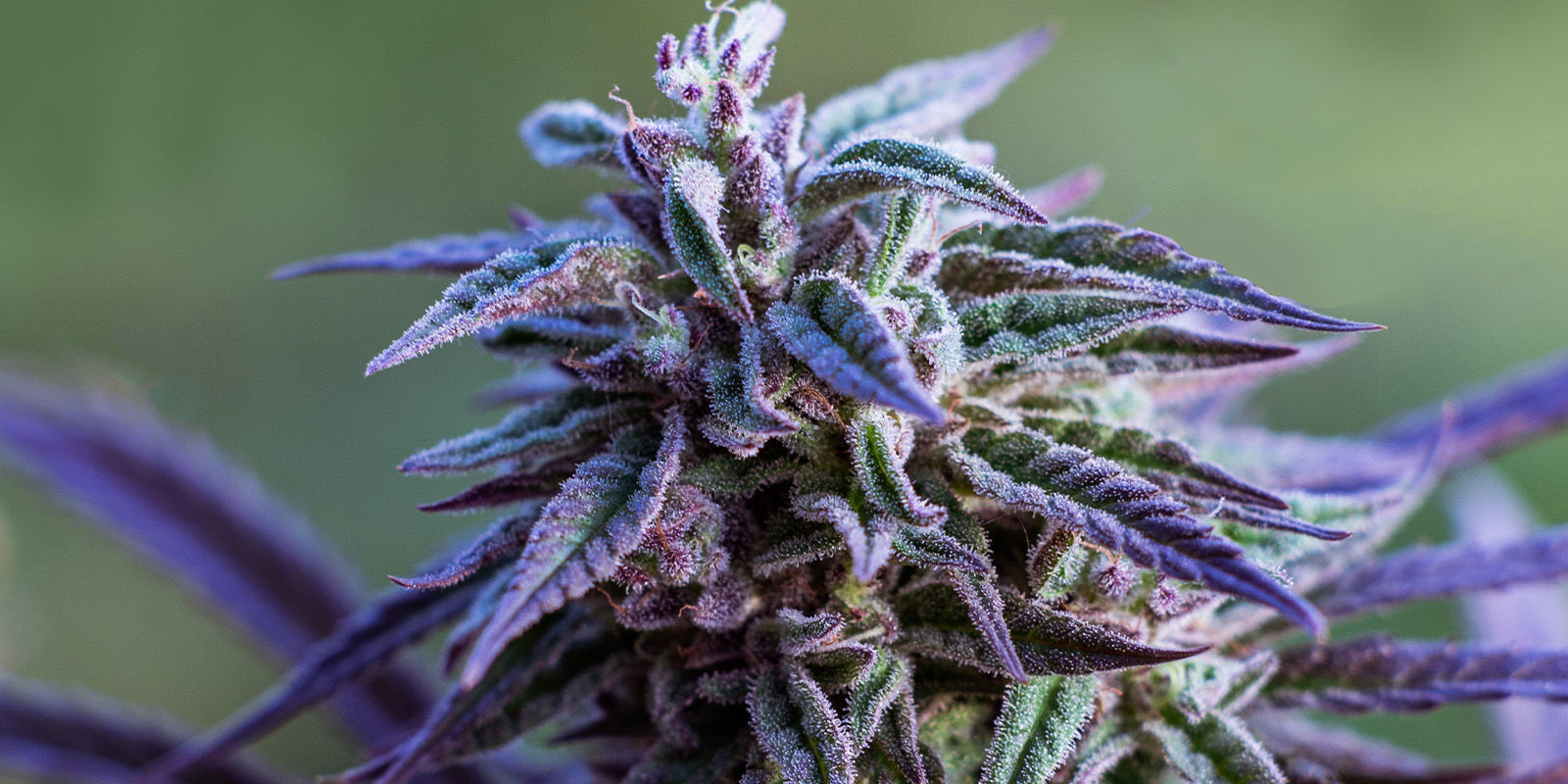 Candy-coated classics: Sweet-Topia strains