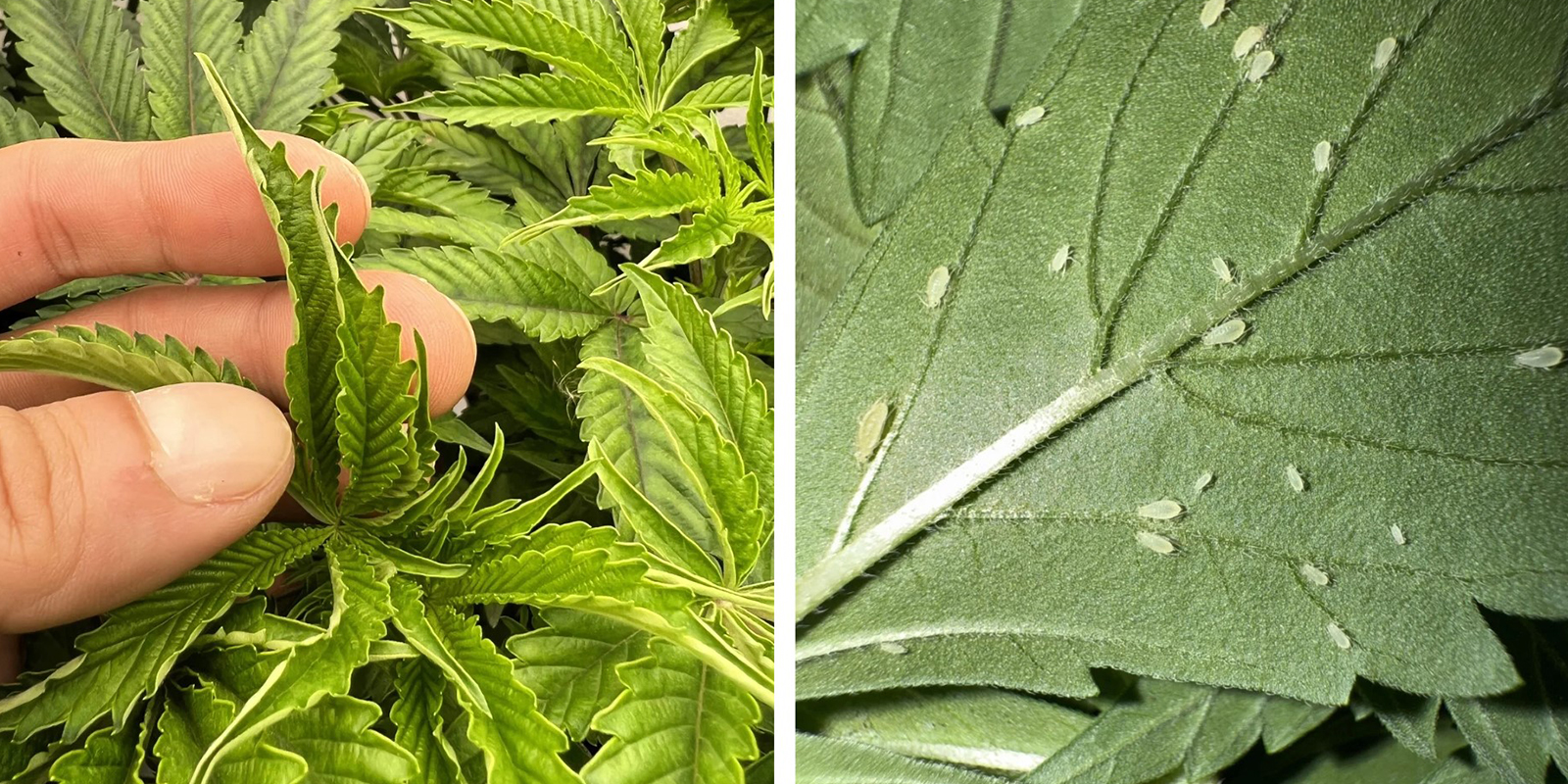 Environmental stress or pests