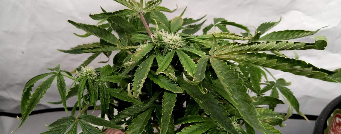 Fixing upward curling of cannabis leaves